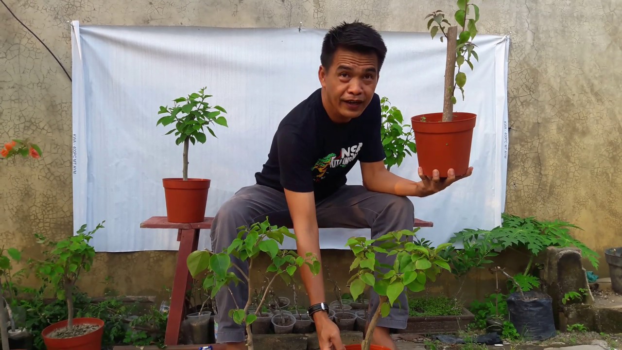 Cara Memangkas Tunas Stek Bougenville Agar Rimbun Dan Indah Youtube