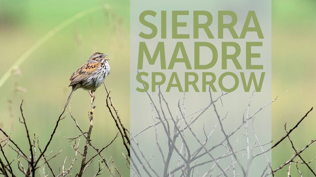 Sierra Madre Sparrow Song 