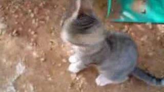 Cat Attacks Cameraman