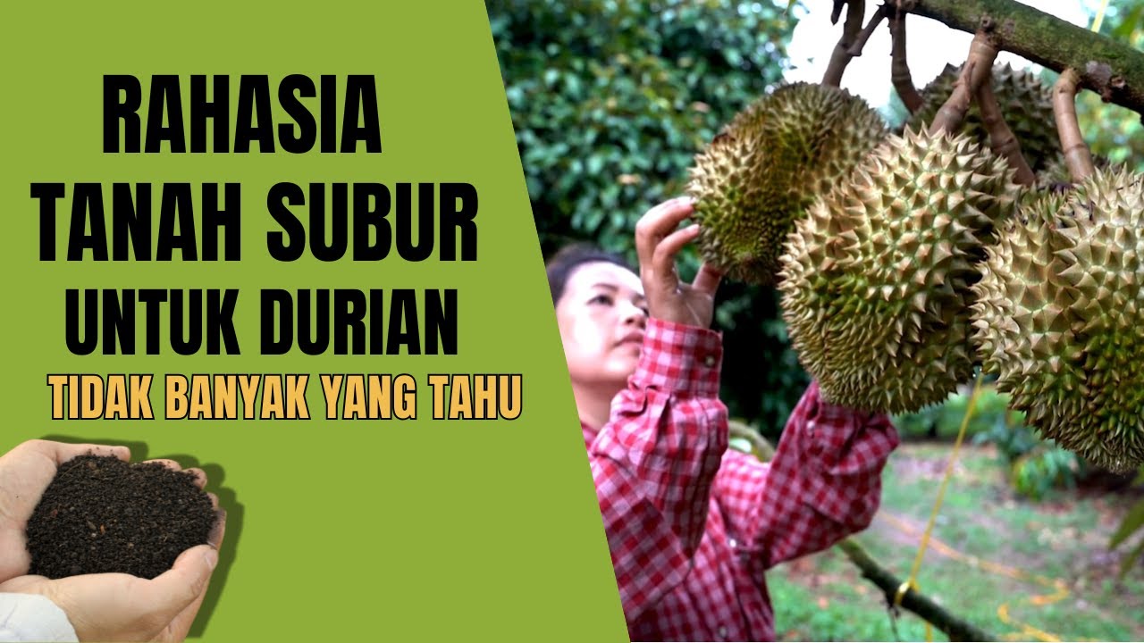 PEMUPUKAN POHON DURIAN DAN CARA KERJANYA YANG BIKIN SUBUR SEHAT DAN CEPAT BERBUAH