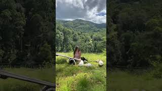 Nymph the baby goat learning to bounce with her duck friends 🐐 #shorts