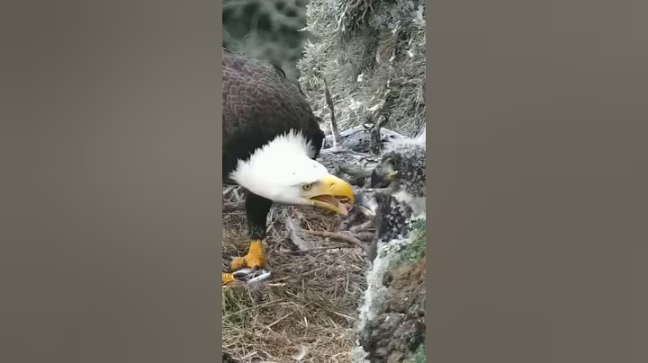 P#85- Review mother birds brings food to feed her babies in the nest, baby birds life #birdslover