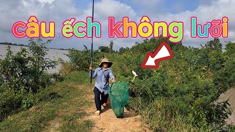 Câu ếch , câu ếch mùa nước lũ về trên cánh đồng lúa trúng bầy ếch khủng , Cà Kê Vlog