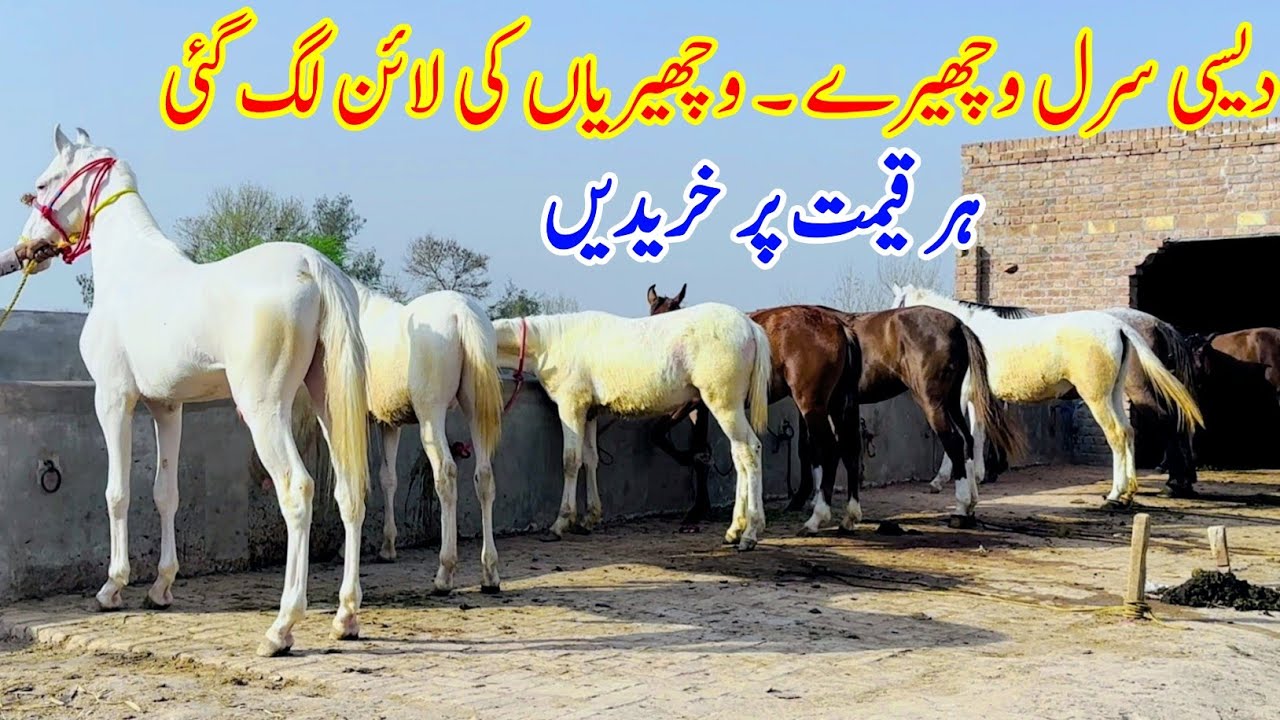 Desi Horse & Desi Wachere For Sale 🐎 2026 | Desi Horse Farm | Horse Sale In Punjab 