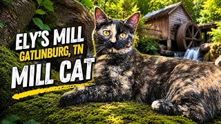 Gatlinburg kitty - Ely’s Mill