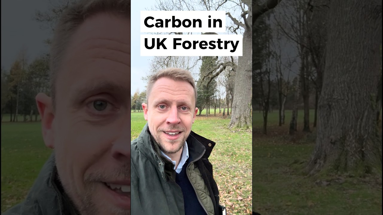 Carbon in UK Forestry 🌲🌳🤔 