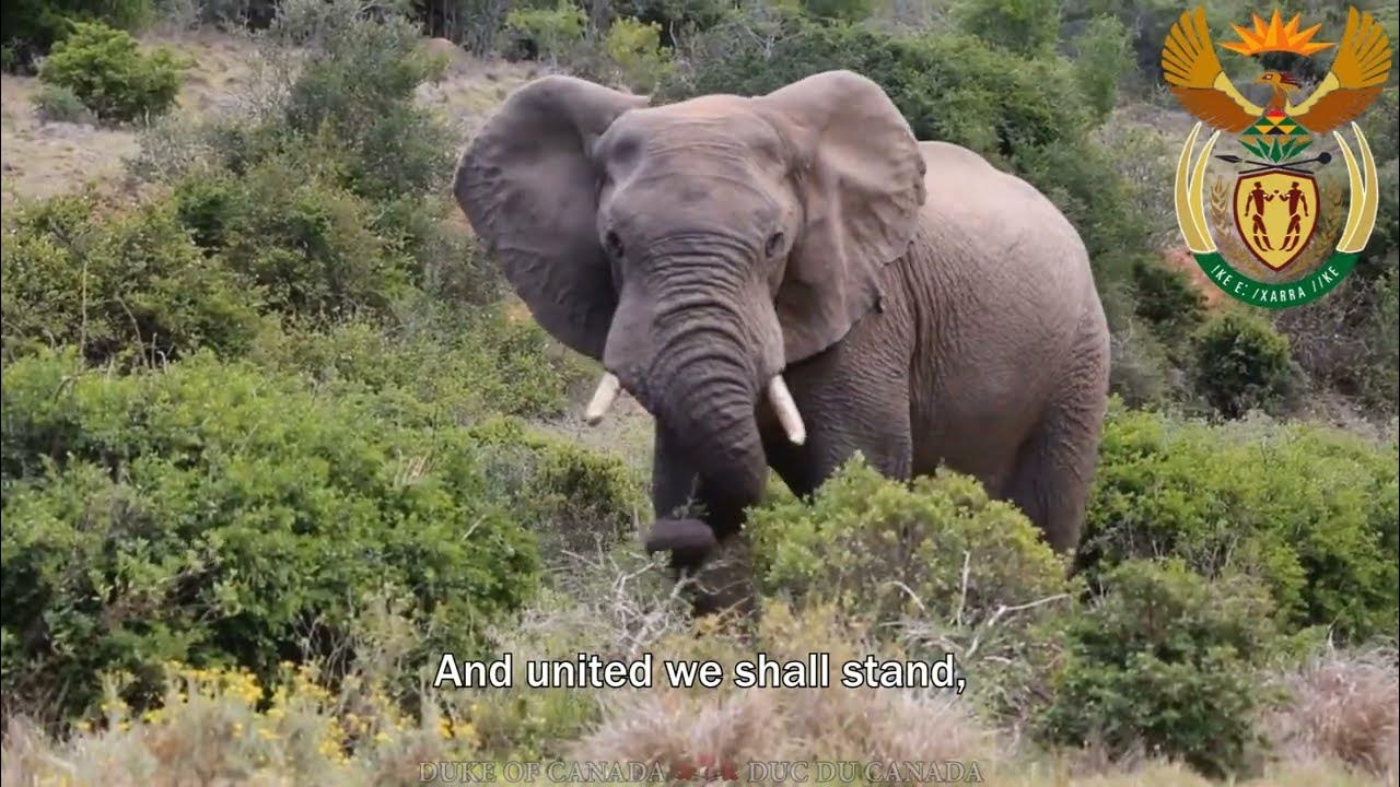 National Anthem of South Africa: Nkosi Sikelel' iAfrika / Die Stem van Suid-Afrika National Anthem of South Africa: Nkosi Sikelel' iAfrika / Die Stem van Suid-Afrika