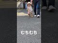 #お散歩 #初めての靴 #おむつ #暑い #靴 #桜 #可愛い #赤ちゃん #1歳