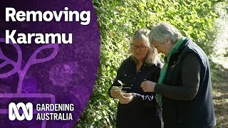 How Karamu is threatening Australian native plants and wildlife | Discovery | Gardening Australia