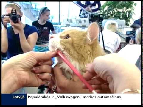 Noskaidro garāko kaķa ūsu īpašnieku Latvijā