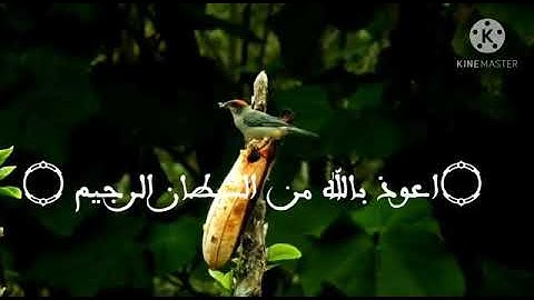 تلاوة تهتز لها القلوب💚 للقارئ عبد العزيز بلحاج /من سورة الفرقان/
