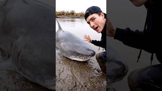 Great White Pulled Out Of The Ohio River. Watch Out Where You Swim
