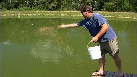 Feeding Bluegill