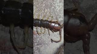 CENTIPEDE POSE #remix #centipede #creature #creator #music #explore #edit #song #edit