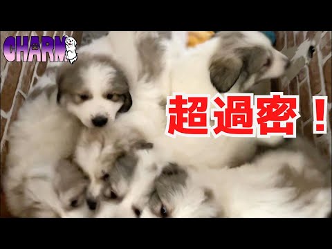 【ドンドコドンドコ】飯を覚えたらこうなった【Great Pyrenees】