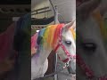 Unicorns exist! 🦄 #shorts #viral #trending #trend #rainbow #colors #unicorn   #horse #disney Mp3 Song