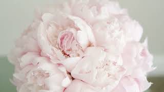 5 Reasons To Plant Peonies Wildwood S Top 5 Peonies 2024