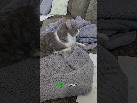 Baby Cat's March Madness Bracket