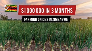 Make Millions Farming Onions In Zimbabwe With Low Capital Investment