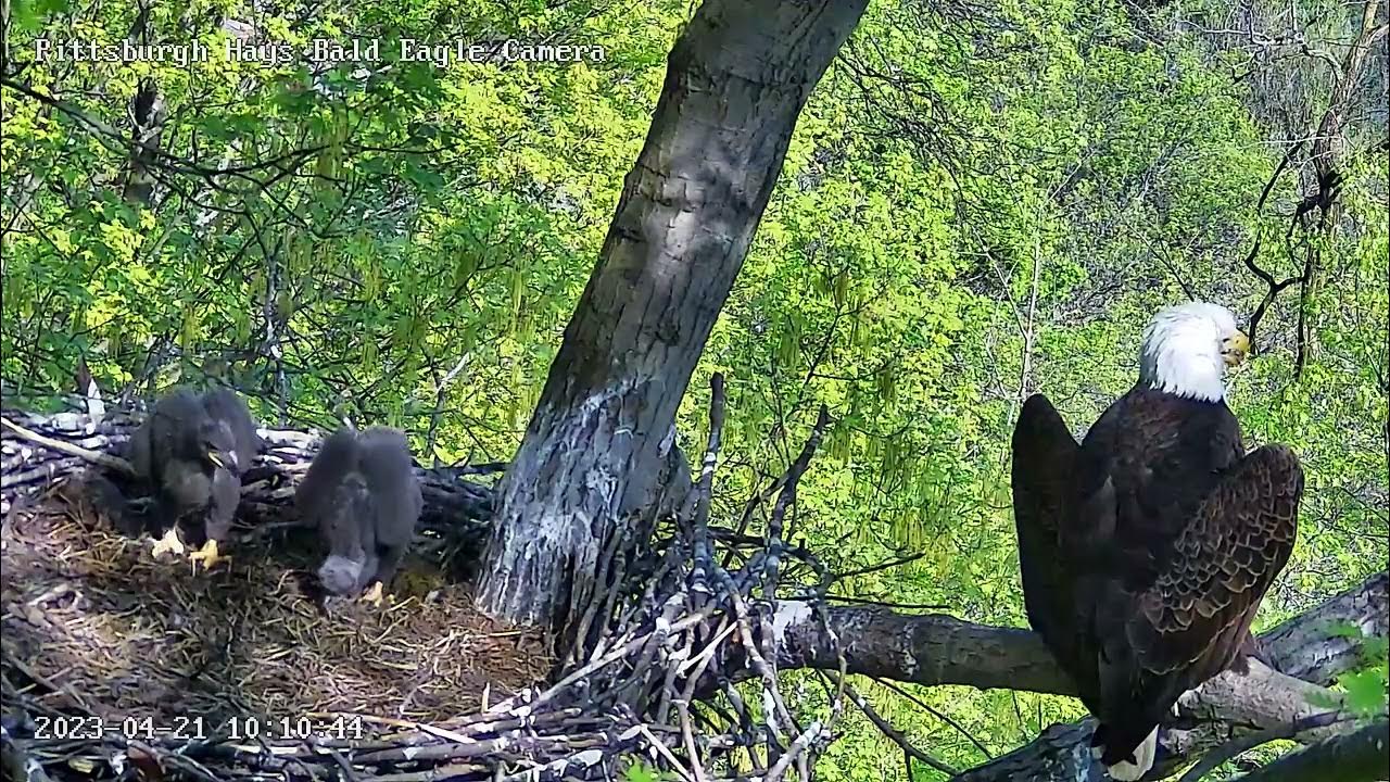 Hays Eagles H19 H20 Double PS 4.21.23 1010am YouTube