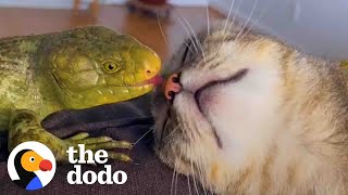 This Cat Is Obsessed With Her Lizard Brother | The Dodo Odd Couples