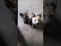 lindos gatos fofos#petsfofinhos#pets#funny#lavrador#youcart#cat#gatos