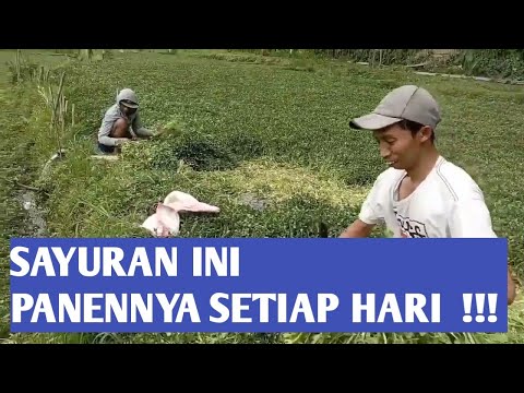 Video: Tanaman Tambak Selada Air - Cara Menanam Selada Air