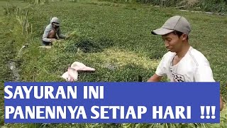 cara menanam selada air||panennya setiap hari