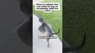 when he realized what was inside his dog  #trendingshorts #suspensestories #viralshort