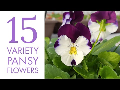 15 Different Pansy Flowers || Pansy Plant Variety || Types of Pansy Plant