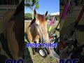 This is why I love hanging out with our horses 🐎 #horse #shorts #animals