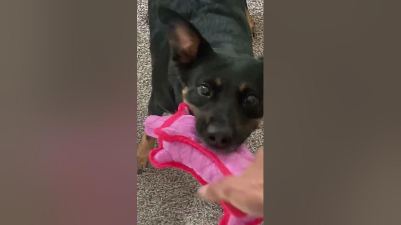 People say the rumbles are for mean dog’sdogfunnyrottweilerdogs