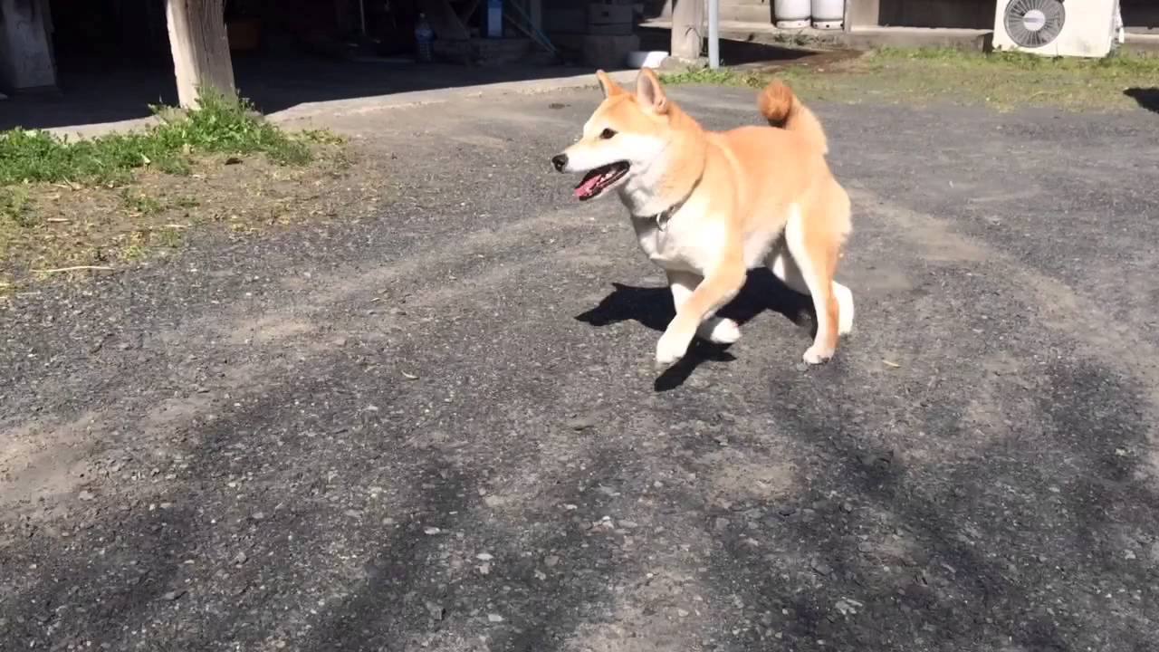 柴犬もも 風のように走る Shiba Inu Run Youtube