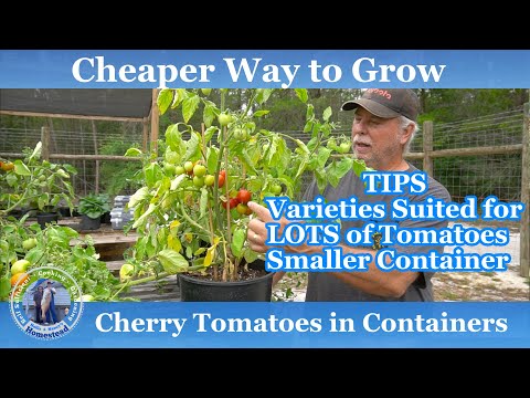 Cheaper Way to Grow Cherry Tomatoes in Containers