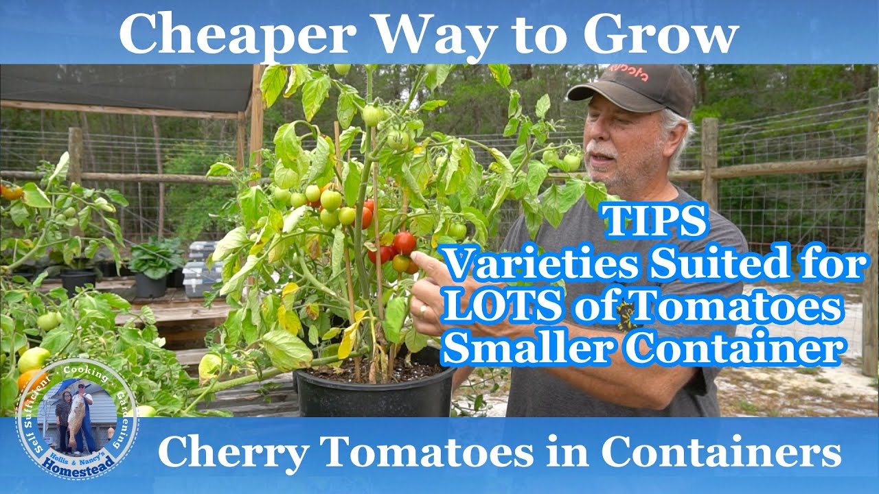 Cheaper Way to Grow Cherry Tomatoes in Containers YouTube