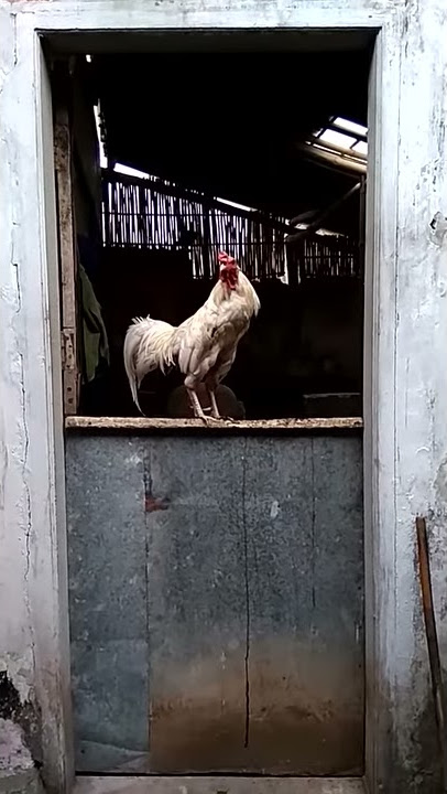 Unik, Ayam berkokok 'Jokowi'