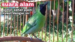 AMPUH‼️suara panggilan ijo mini KHAS suara alam || jomin lelet auto nyaut