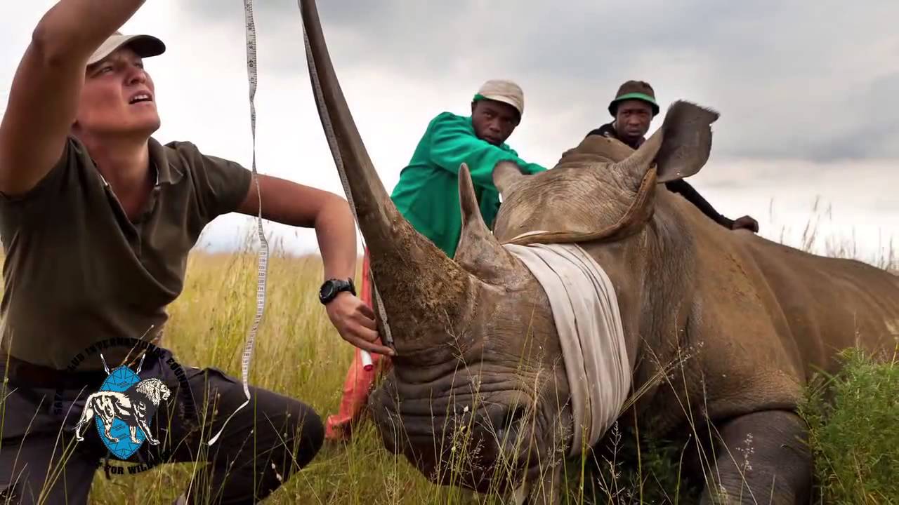 SCI Foundation PSA  15B HD