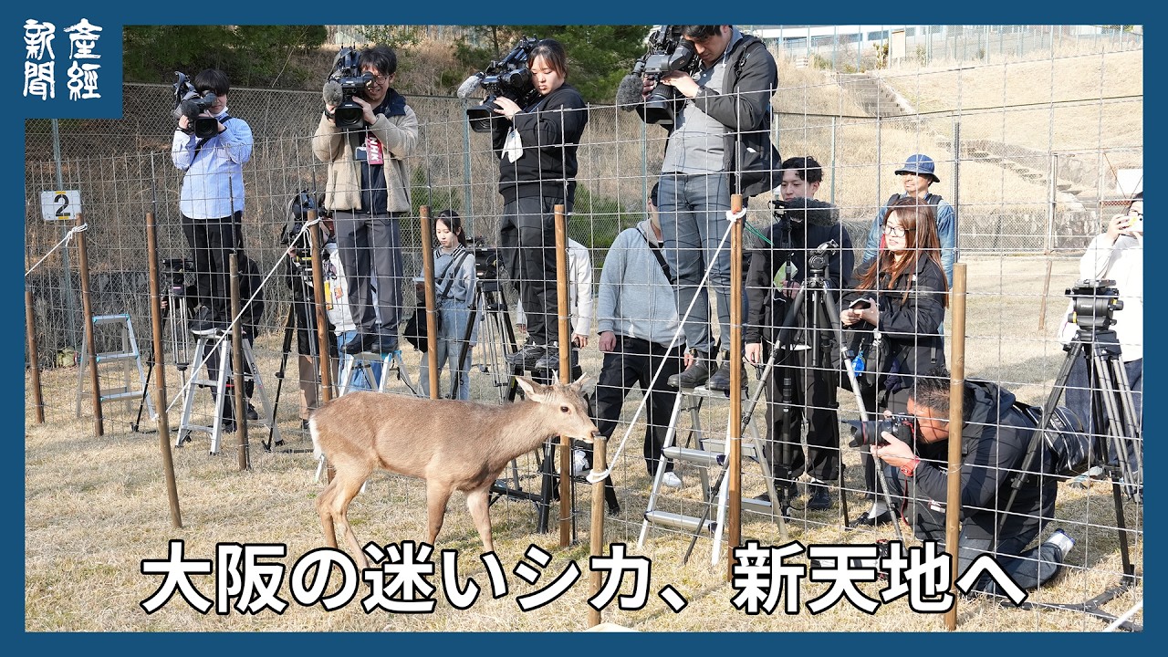 ニホンジカ鹿角3対＋3本 計9本 今季狩猟捕獲品 1本は自然落下角