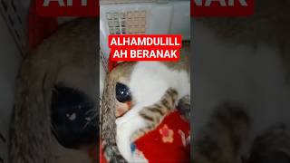 MEUNGGU KUCING MELAHIRKAN #cat #babycat #kucingberanak #catloversindonesia