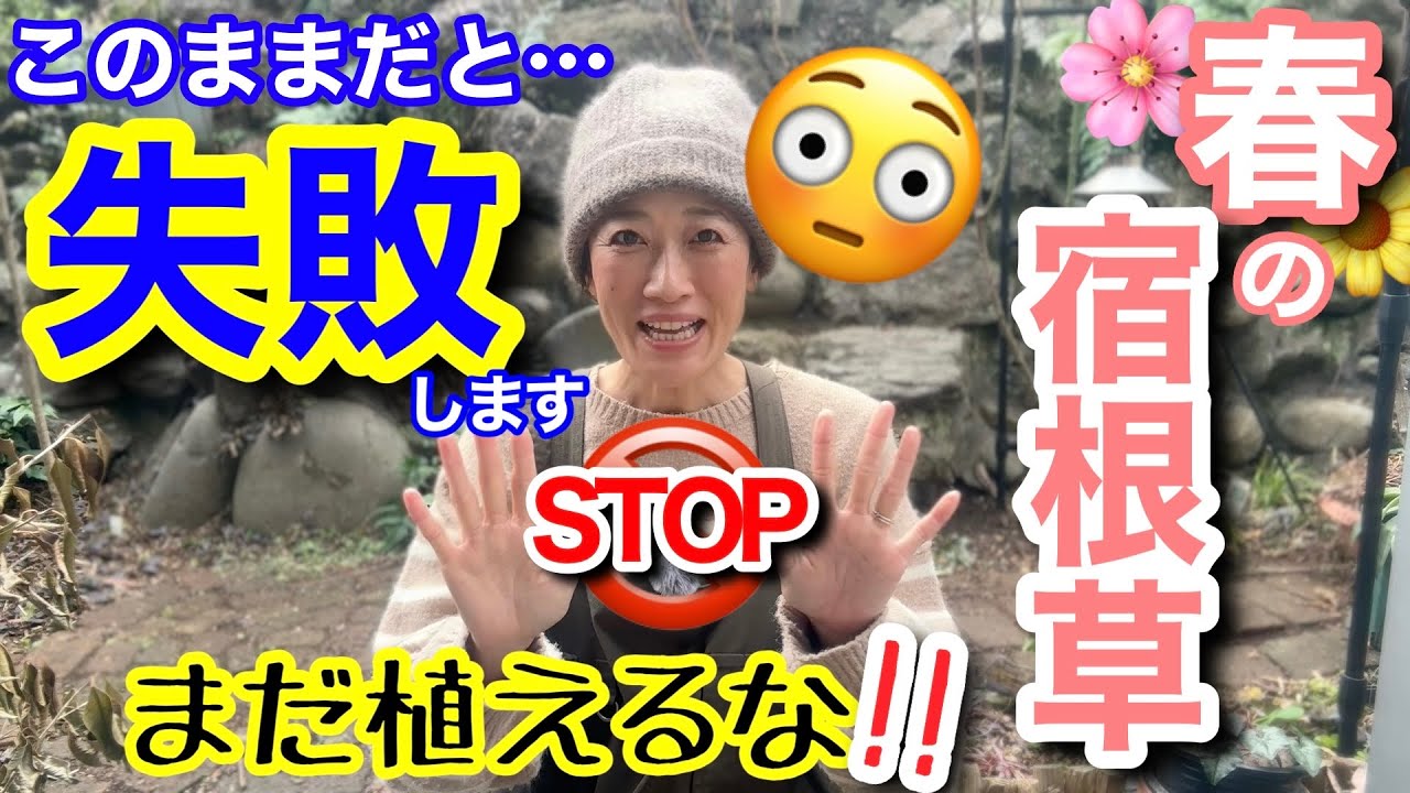 【まだ植えるな🖐️🚫】春の宿根草、今植えると失敗します😳庭が整っていない人は要注意‼️植え付け前に必ずやる4つの作業/ 〇〇で新規苗をうまく育てられる🤗【ガーデニング】