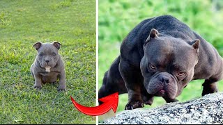 Funniest Cats and Dogs 2024  You Laugh You Lose   Part 106