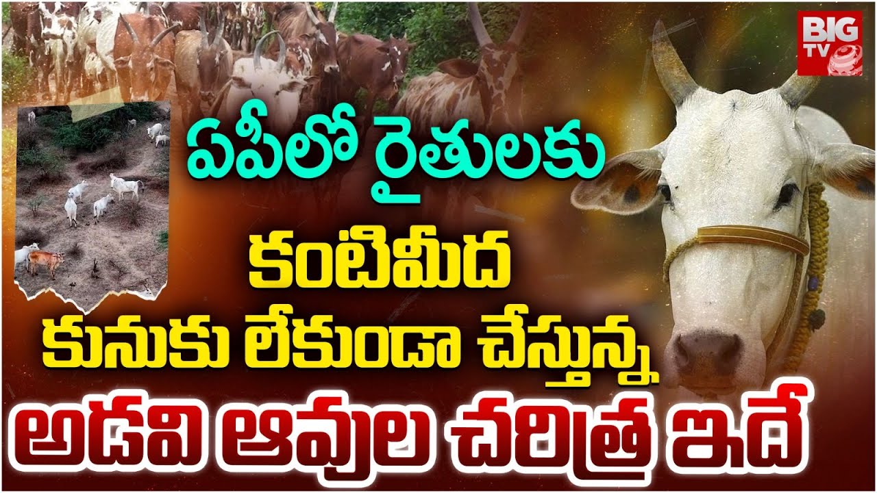 అడవి ఆవులు ఎక్కడి నుండి వచ్చాయంటే.. Adavi Avulu Nandigama | Andhra Pradesh Wild Cows | BIG TV