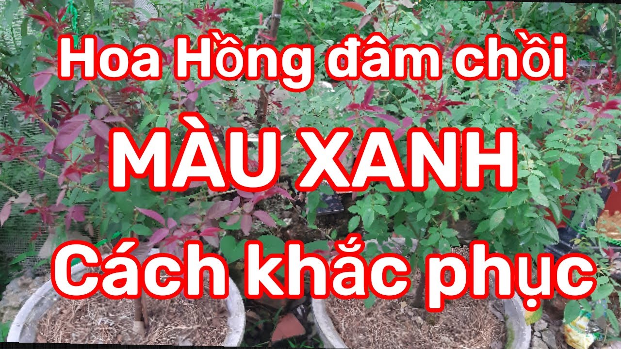 Hoa Hồng đâm chồi màu xanh Tại sao?