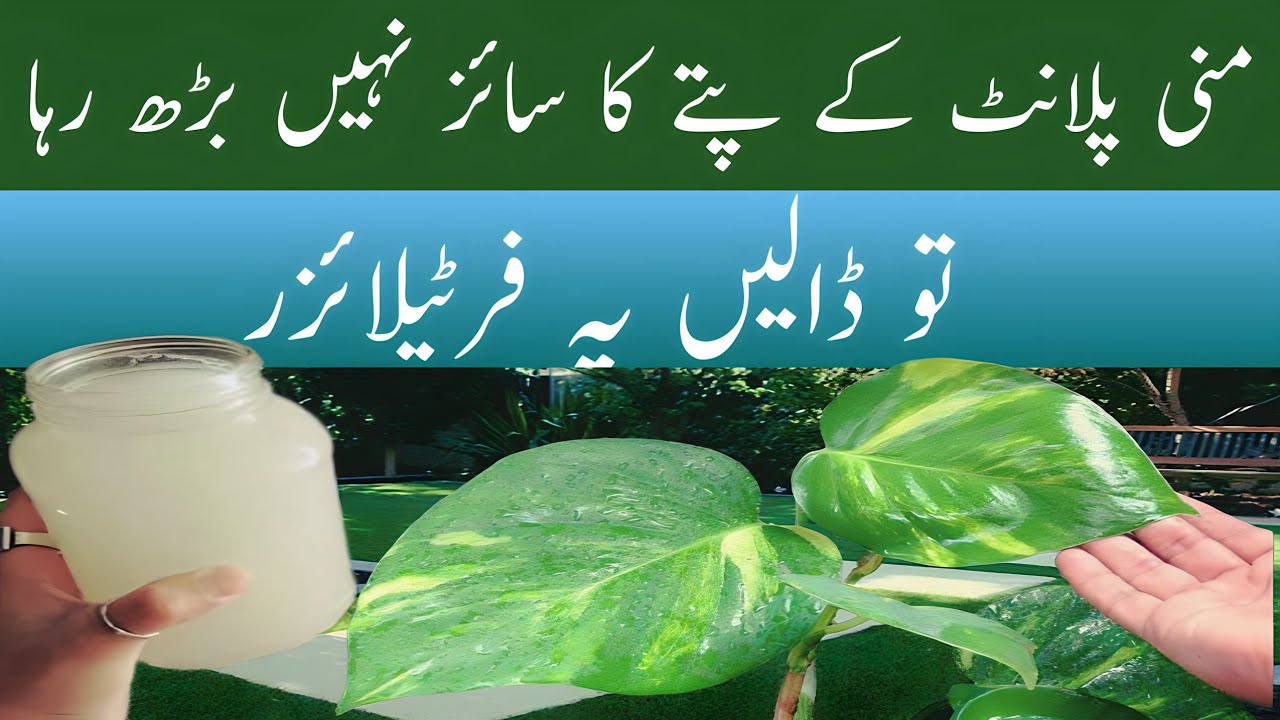 indoor money plant fertilizer money plant ke liye best fertilizer