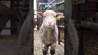 【石狩ひつじ牧場】2号舎にいる仔羊たち　新ちゃん、6004番、6007番