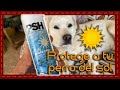 ¡Protege a tu perro del sol! Reseña de un protector solar especial para su piel