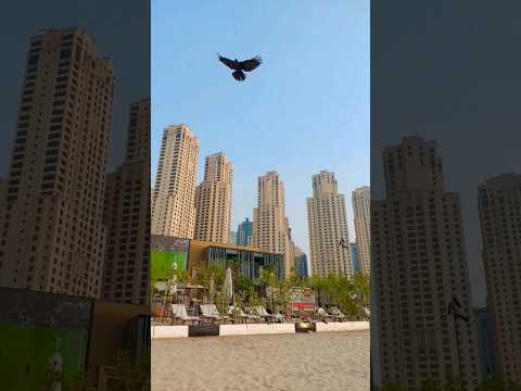 dubai marina/marina beach/hilton hotel /sofitel/sheraton/crow/blue waters/aindubai/dubai/uae