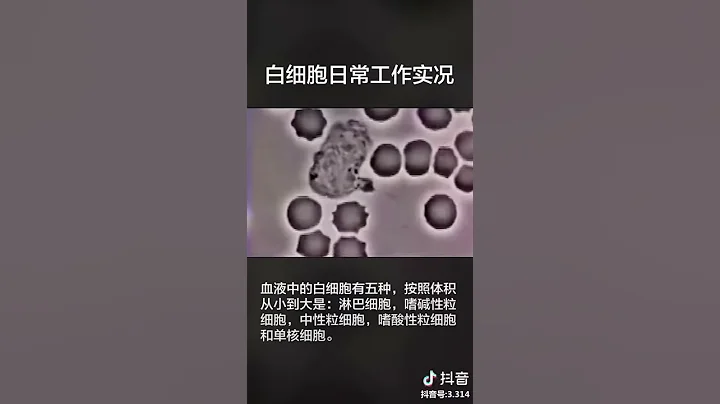 白血球吞噬細菌 (科學影片)(摘自抖音) - 天天要聞