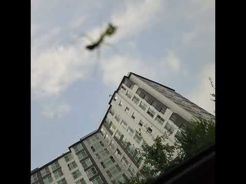 사미귀차 #사마귀#곤충#koreanroad